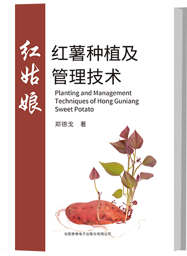 红姑娘红薯种植及管理技术